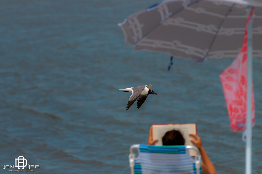 St. Simons Island, GA - Goulds Inlet