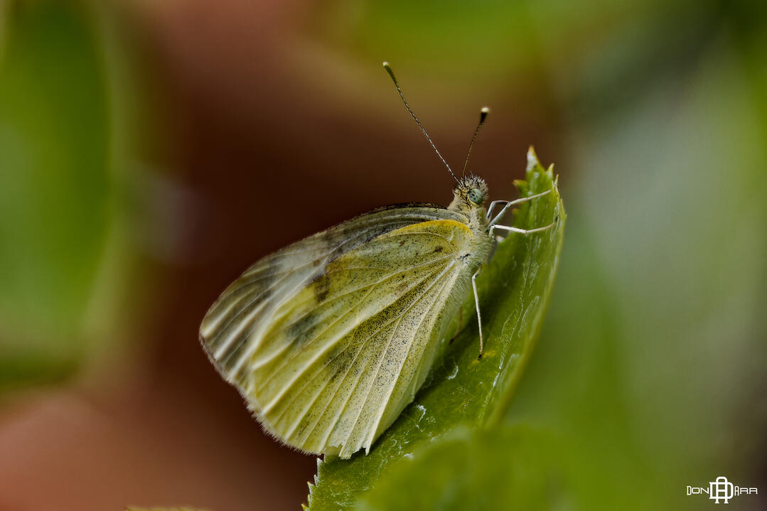 Albany, GA - Backyard