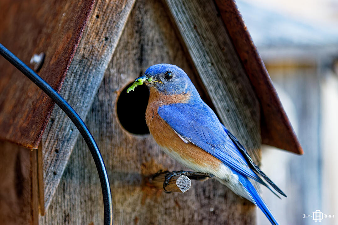 Albany, GA - Backyard