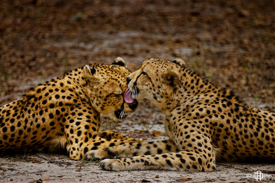 Albany, GA - Chehaw Zoo